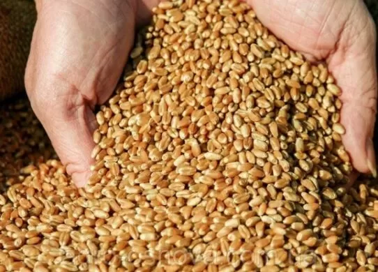 На Житомирщині зібрали 897 тисяч тонн ранніх зернових культур