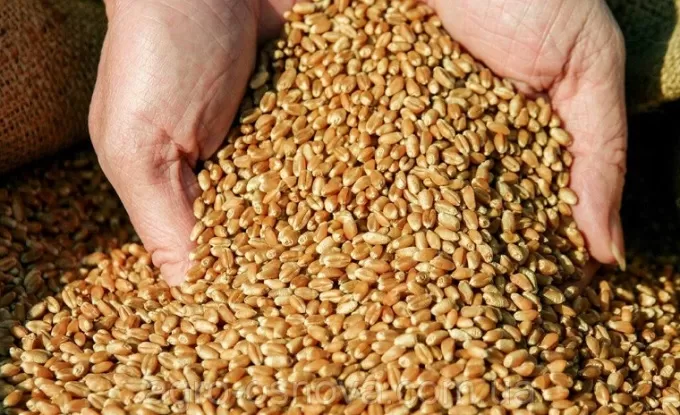 На Житомирщині зібрали 897 тисяч тонн ранніх зернових культур