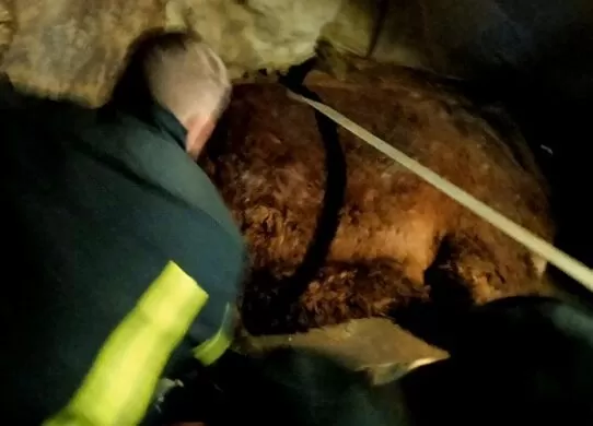 На Житомирщині рятувальники вивільнили з ями коня