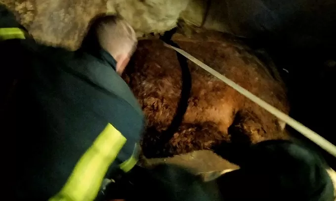 На Житомирщині рятувальники вивільнили з ями коня