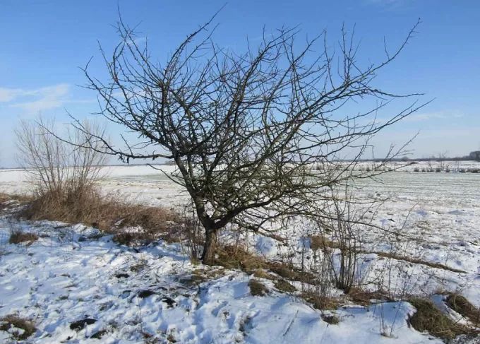 На Житомирщині судитимуть чоловіка за знущання над собакою