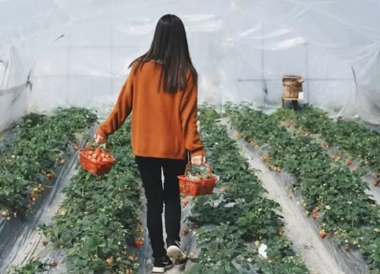 У Житомирі плануюють розвинути шкільне городництво та садівництво