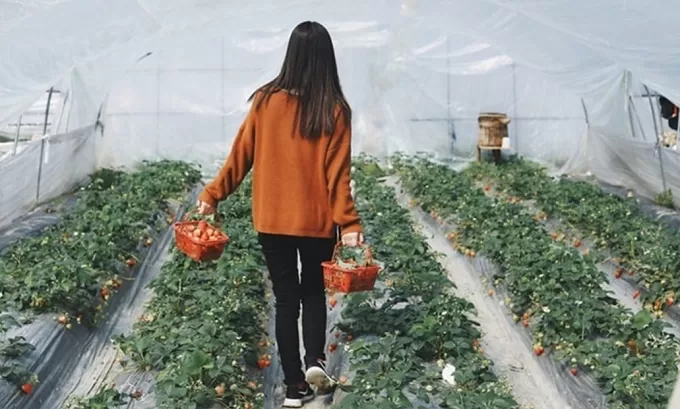 У Житомирі плануюють розвинути шкільне городництво та садівництво