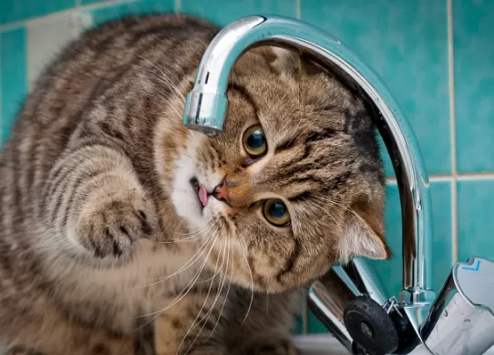 В деяких районах Житомира протягом дня не буде води