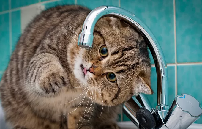 В деяких районах Житомира протягом дня не буде води