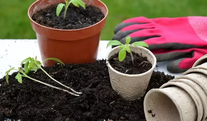 Коли садять помідори на розсаду та як правильно її вирощувати