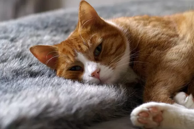 У Житомирі пенсіонери можуть безкоштовно стерилізувати домашніх улюбленців