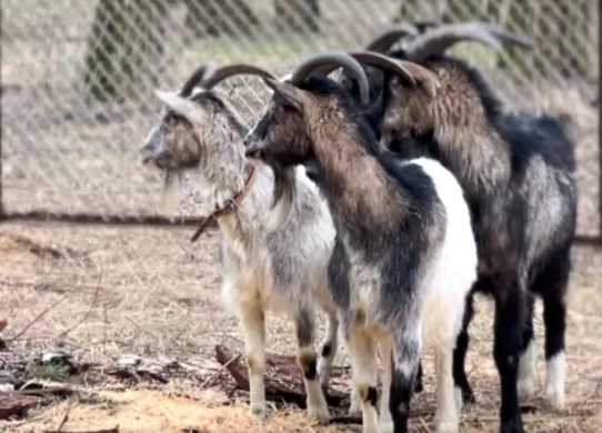 У житомирському гідропарку мешкають кози, яких привезли з зони бойових дій