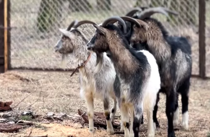 У житомирському гідропарку мешкають кози, яких привезли з зони бойових дій