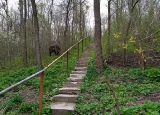 До парку у Житомирі навідався дикий кабан