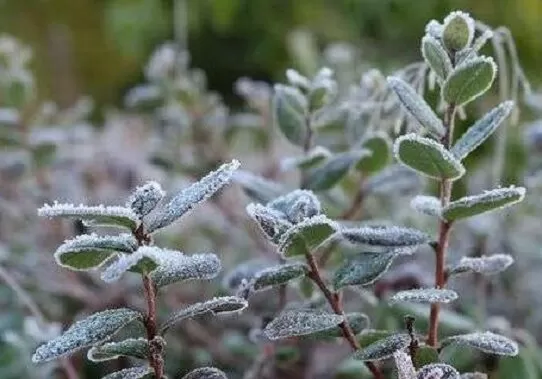 На Житомирщині прогнозують заморозки