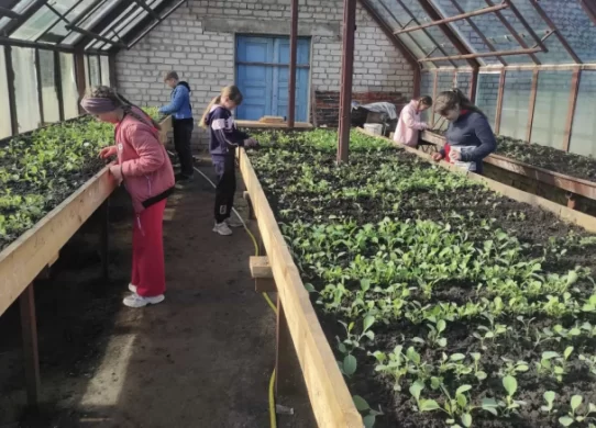 На Житомирщині школярі вирощують овочі в теплиці