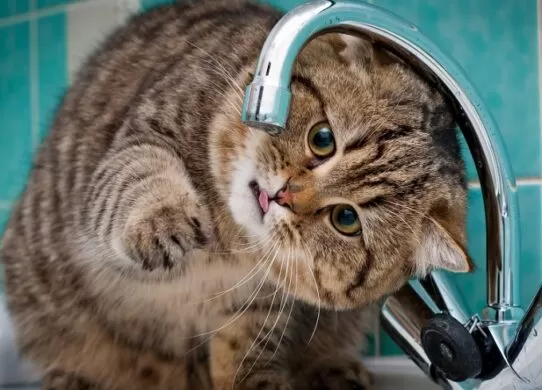 У Житомирі протягом двох днів на деяких вулицях не буде води