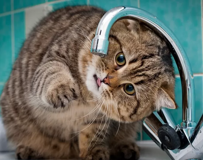 У Житомирі протягом двох днів на деяких вулицях не буде води