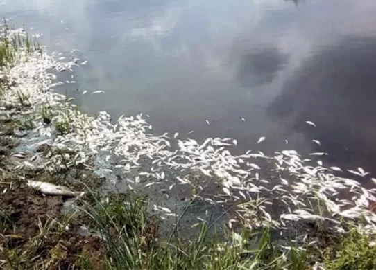 Експосадовцю на Житомирщині загрожує увʼязнення через забруднення річки Тетерів