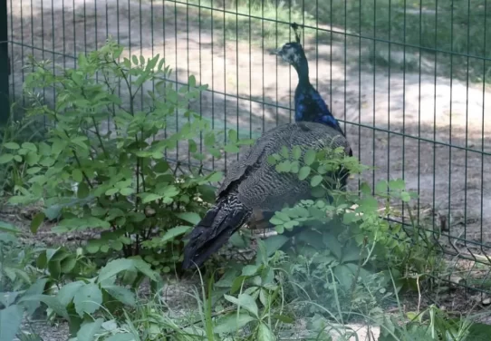 З небезпечних територій до Житомира привезли павичів та фазанів