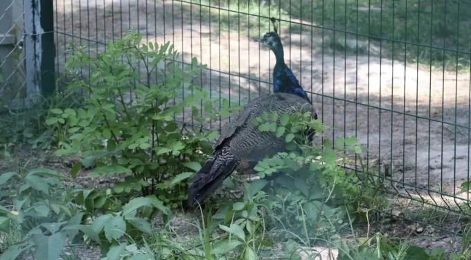 З небезпечних територій до Житомира привезли павичів та фазанів