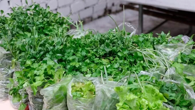 У Житомирі "Сади Перемоги" дали перші свої плоди