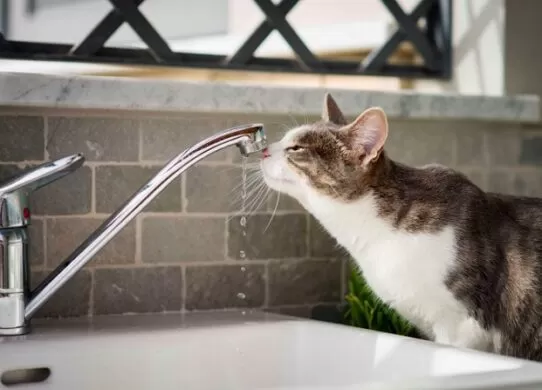 Де у Житомирі завтра не буде води?