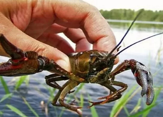 На Житомирщині забороняють вилов раків: штрафи та відповідальність