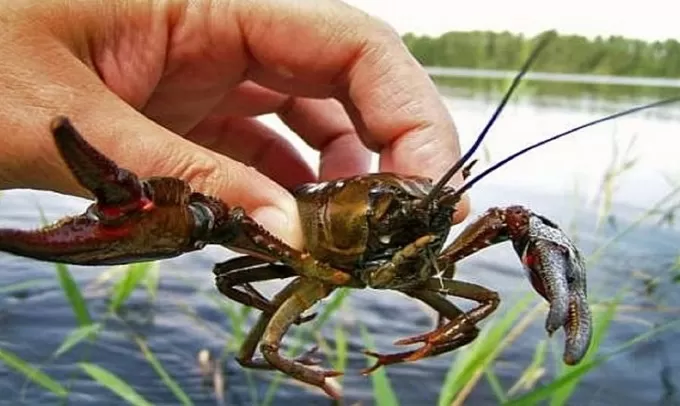 На Житомирщині забороняють вилов раків: штрафи та відповідальність