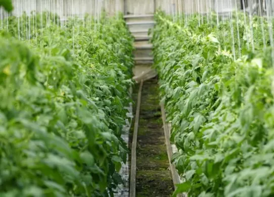 На Житомирщині під час повномасштабної війни працюють теплиці Овочевого комбінату