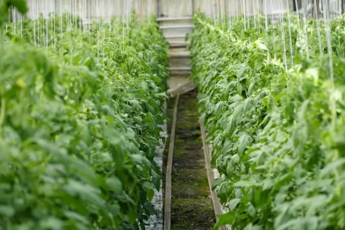 На Житомирщині під час повномасштабної війни працюють теплиці Овочевого комбінату