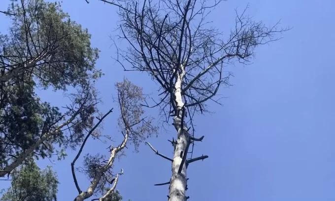 У житомирському Гідропарку видалять хворі сухостійні дерева