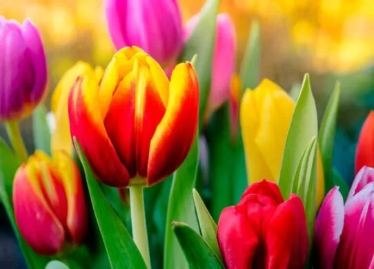 Коли і як садити тюльпани