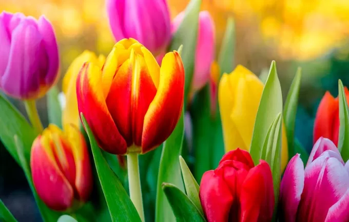 Коли і як садити тюльпани