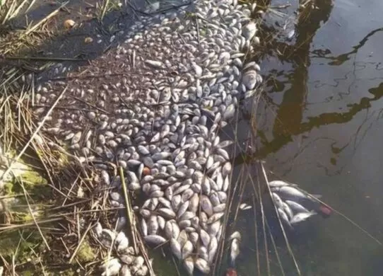На Житомирщині масова загибель риби призвела до збитків на понад 10 млн гривень