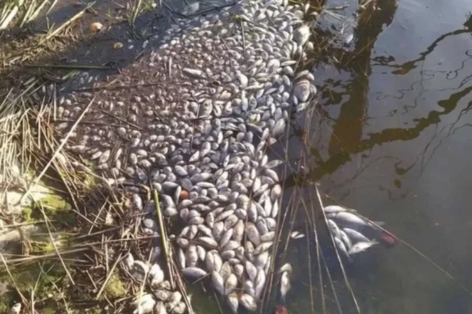 На Житомирщині масова загибель риби призвела до збитків на понад 10 млн гривень