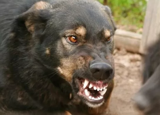 На Житомирщині собака захворіла на сказ - вводять карантин