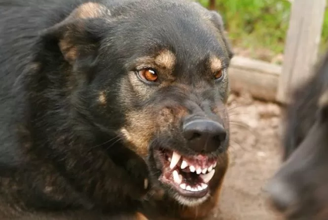 На Житомирщині собака захворіла на сказ - вводять карантин