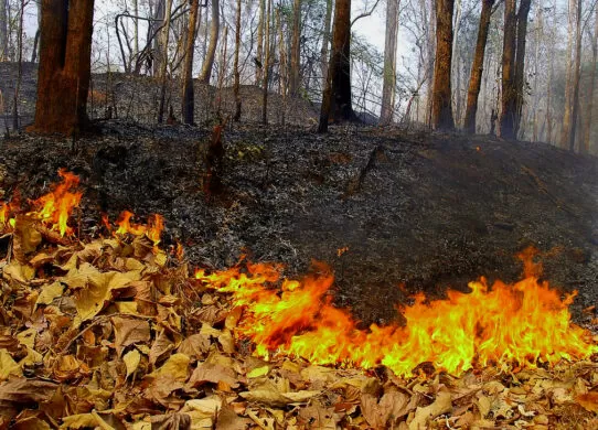 Спалювання листя та сухої трави заборонено на Житомирщині: який штраф доведеться сплатити порушникам?