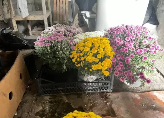 Мешканка Житомирської області викрадала квіти з могил військових, щоб продавати їх