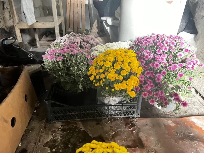 Мешканка Житомирської області викрадала квіти з могил військових, щоб продавати їх