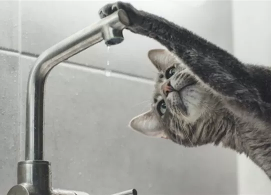 Центр Житомира без води: перелік адрес