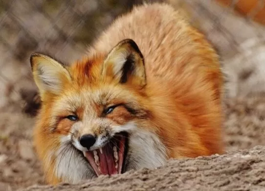 Сказ на Житомирщині - у селищі Бердичівського району впроваджено карантин