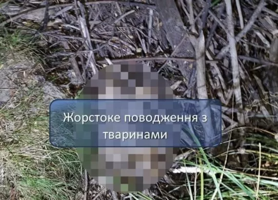 На Житомирщині троє дітей стали свідками жорсткого вбивства собаки