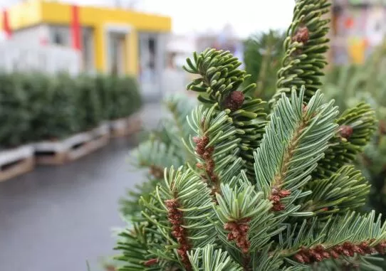 У Житомирі почнуть продавати ялинки вже з 4 грудня