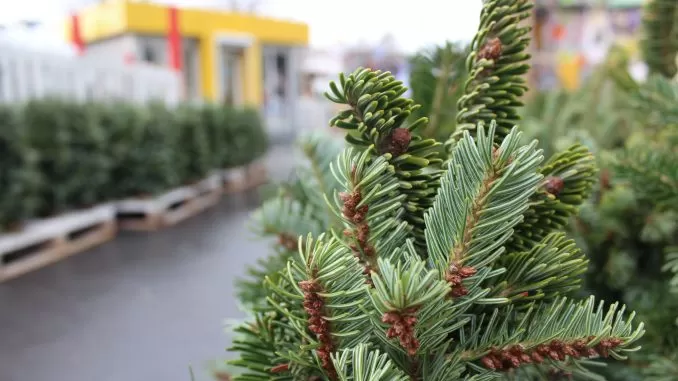 У Житомирі почнуть продавати ялинки вже з 4 грудня