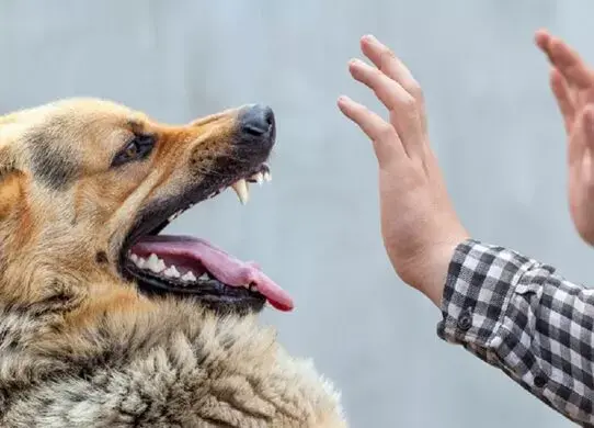 На Житомирщині збільшилась кількість випадків захворювань на сказ