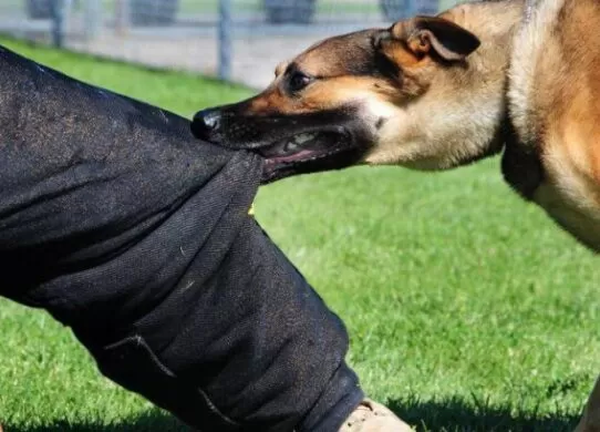 Суд через укус собаки - мешканець Житомирщини відсудив у Бердичівської міськради 2 тисячі