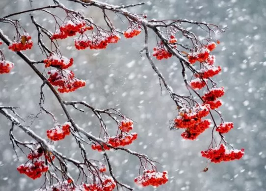 ДСНС попереджає про ускладнення погодних умов на території Житомирської області