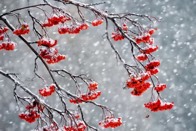 ДСНС попереджає про ускладнення погодних умов на території Житомирської області