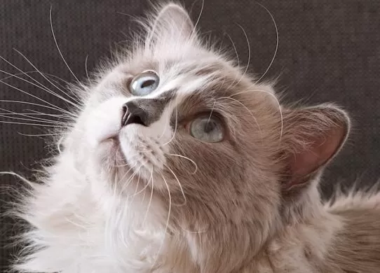 Розпізнавання хвороб у кішок: сигнали та запобігання / Фото: timolina freepik.com