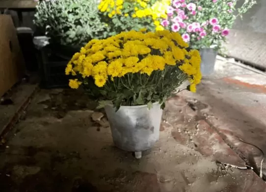 170 грн за викрадення квітів з могил загиблих військових - правопорушниці на Житомирщині присудили штраф