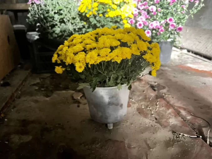 170 грн за викрадення квітів з могил загиблих військових - правопорушниці на Житомирщині присудили штраф