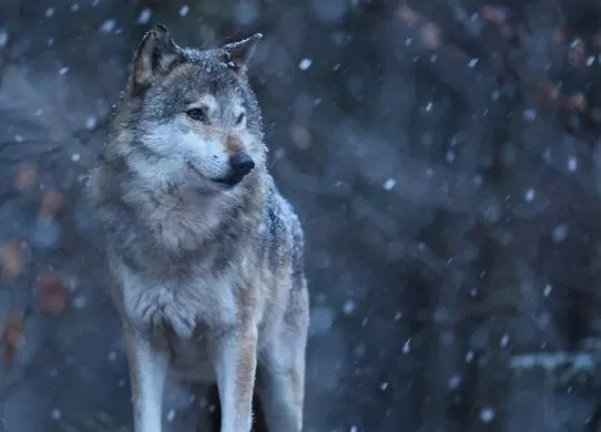 В одному з районів Житомирщини будуть відстрілювати диких тварин